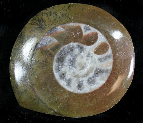 Polished Fossil Goniatite Button - Morocco #28482